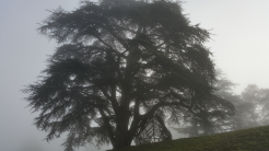 arbre à Chaumont sur Loire